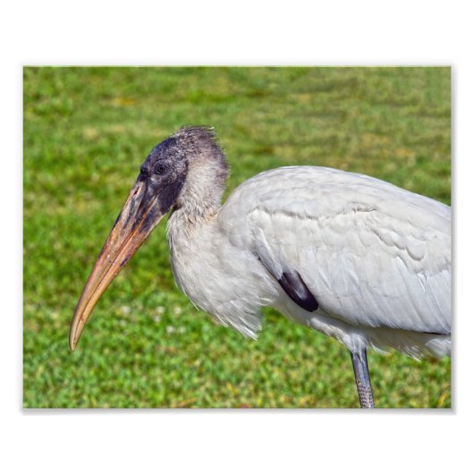 Juvenile Wood Stork Foto Afdruk (Voorkant)