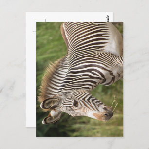 Juvenile Zebra Briefkaart