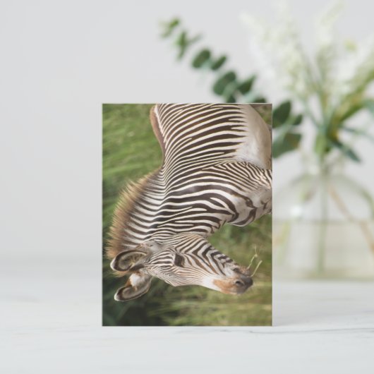 Juvenile Zebra Briefkaart (Staand voorkant)