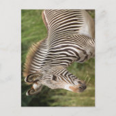 Juvenile Zebra Briefkaart (Voorkant)