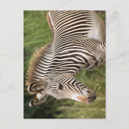 Juvenile Zebra Briefkaart (Voorkant)
