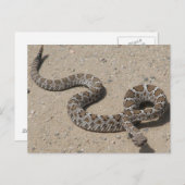 Juvenille Black RattleSnake Briefkaart (Voorkant / Achterkant)