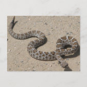 Juvenille Black RattleSnake Briefkaart (Voorkant)