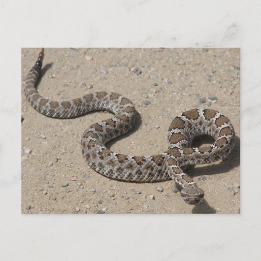 Juvenille Black RattleSnake Briefkaart (Voorkant)
