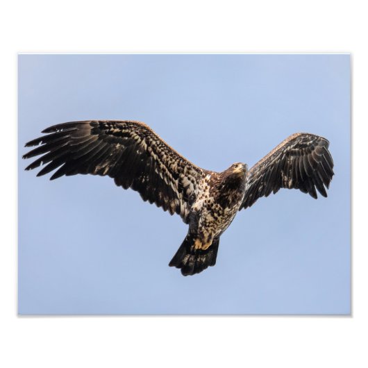 Juvie Eagle Overhead Foto Afdruk (Voorkant)