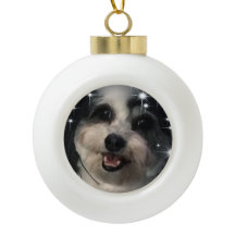 K-Cee Stars Zuchon Dog