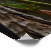 k voor koala poster (Hoek)