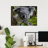 k voor koala poster (Thuiskantoor)