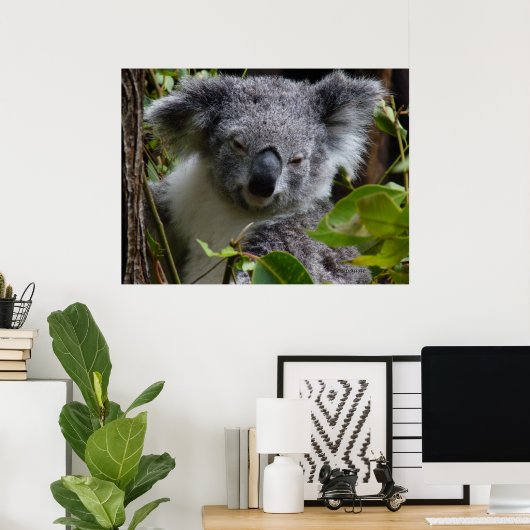 k voor koala poster (Thuiskantoor)