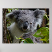 k voor koala poster (Voorkant)