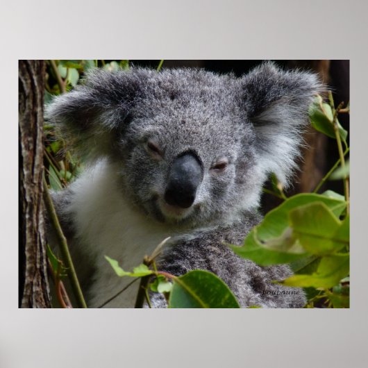 k voor koala poster (Voorkant)