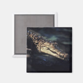 Kaaiman krokodillenmagneet magneet (Voorkant / Achterkant)