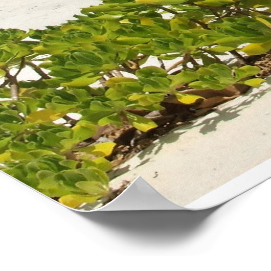 Kaaimaneilanden, blokhuis poster (Hoek)