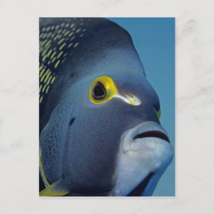 Kaaimaneilanden, Franse engelvis Pomacanthus Briefkaart