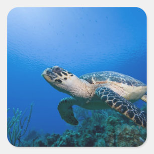 Kaaimaneilanden, Little Cayman-eiland, Onderwater Vierkante Sticker