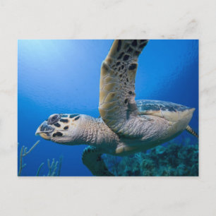 Kaaimaneilanden, Little Cayman Island, Onderwater Briefkaart