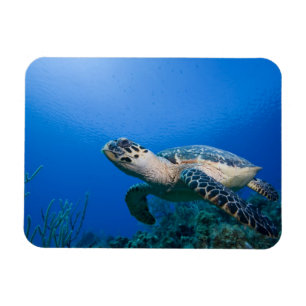 Kaaimaneilanden, Little Cayman Island, Onderwater  Magneet
