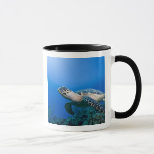 Kaaimaneilanden, Little Cayman Island, Onderwater  Mok