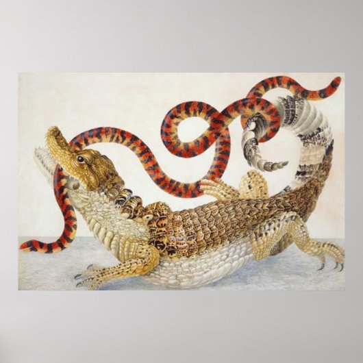 kaaimannen die een slang poster eten (Voorkant)