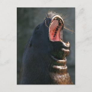 Kaaislijm Briefkaart
