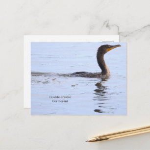 Kaakloze Aalscholver Ansichtkaart Briefkaart