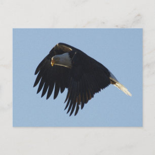 KAAL AREND MOTIVATIE BRIEFKAART