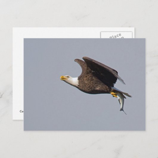 Kaal Eagle 9 Briefkaart (Voorkant / Achterkant)
