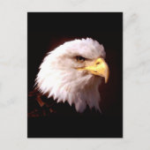 Kaal Eagle Amerikaans Eagle Briefkaart (Voorkant)