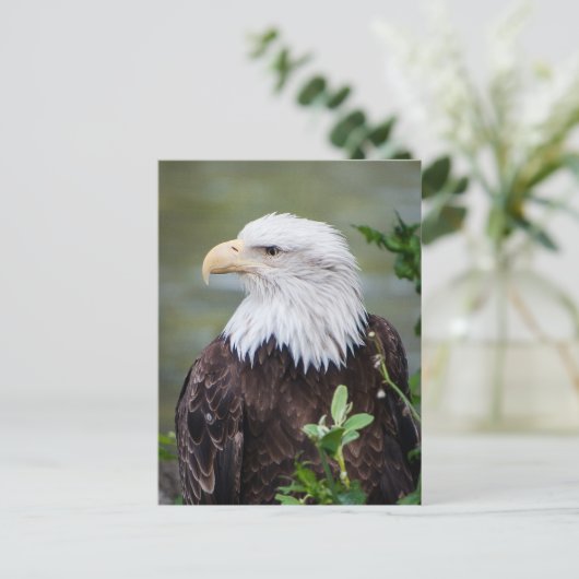 Kaal Eagle Briefkaart (Staand voorkant)