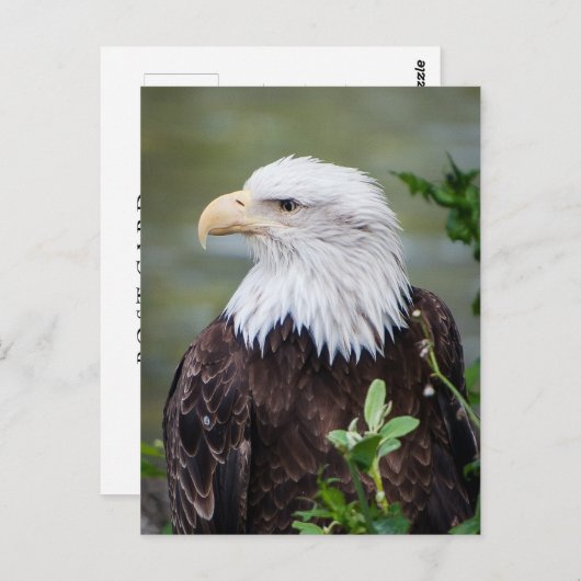Kaal Eagle Briefkaart (Voorkant / Achterkant)