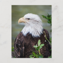 Kaal Eagle Briefkaart