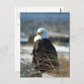 Kaal Eagle Briefkaart (Voorkant / Achterkant)