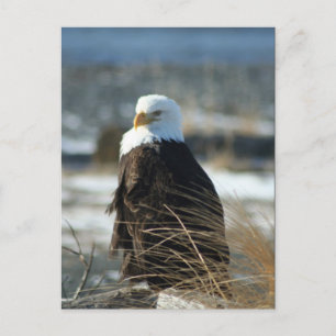 Kaal Eagle Briefkaart