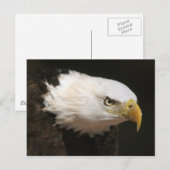 Kaal Eagle Briefkaart (Voorkant / Achterkant)