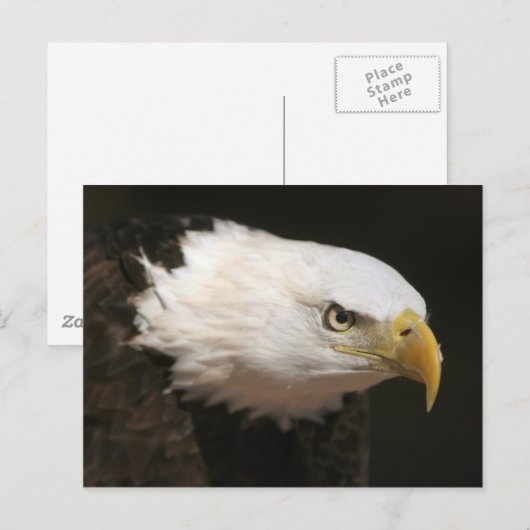 Kaal Eagle Briefkaart (Voorkant / Achterkant)