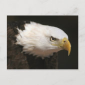 Kaal Eagle Briefkaart (Voorkant)