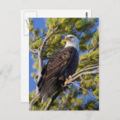 Kaal Eagle I Briefkaart (Voorkant / Achterkant)