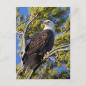 Kaal Eagle I Briefkaart (Voorkant)