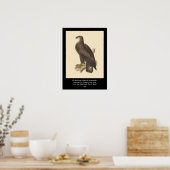 Kaal Eagle (leucocephalus Haliaetos) Poster (Keuken)