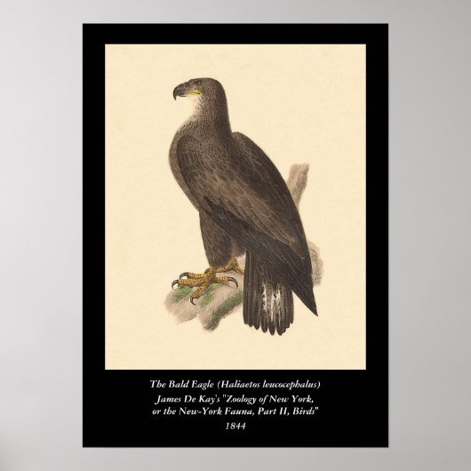 Kaal Eagle (leucocephalus Haliaetos) Poster (Voorkant)