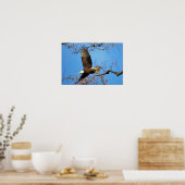 Kaal Eagle Poster (Keuken)