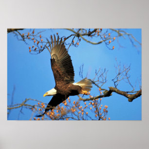 Kaal Eagle Poster