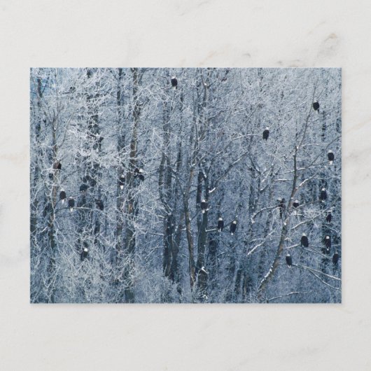 Kaal Eagles (leucocephalus Haliaeetus) bij Briefkaart (Voorkant)