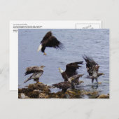 Kaal Eagles op het Strand, Eiland Unalaska Briefkaart (Voorkant / Achterkant)