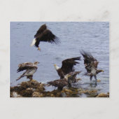 Kaal Eagles op het Strand, Eiland Unalaska Briefkaart (Voorkant)