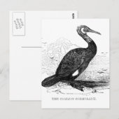 Kaalscholver  vogeltrek briefkaart (Voorkant / Achterkant)