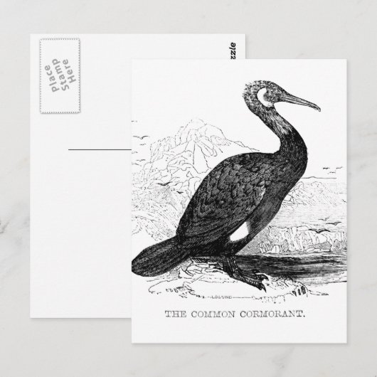 Kaalscholver  vogeltrek briefkaart (Voorkant / Achterkant)