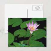 Kaap Blue Water Lily (Nymphaea Capensis) Briefkaart (Voorkant / Achterkant)