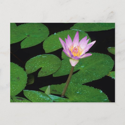 Kaap Blue Water Lily (Nymphaea Capensis) Briefkaart (Voorkant)