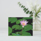 Kaap Blue Water Lily (Nymphaea Capensis) Briefkaart (Staand voorkant)